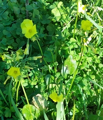 Oxalis pes-caprae