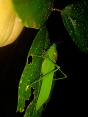 Leucopodoptera eumundii