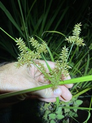 Cyperus pilosus