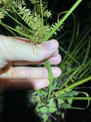 Cyperus pilosus