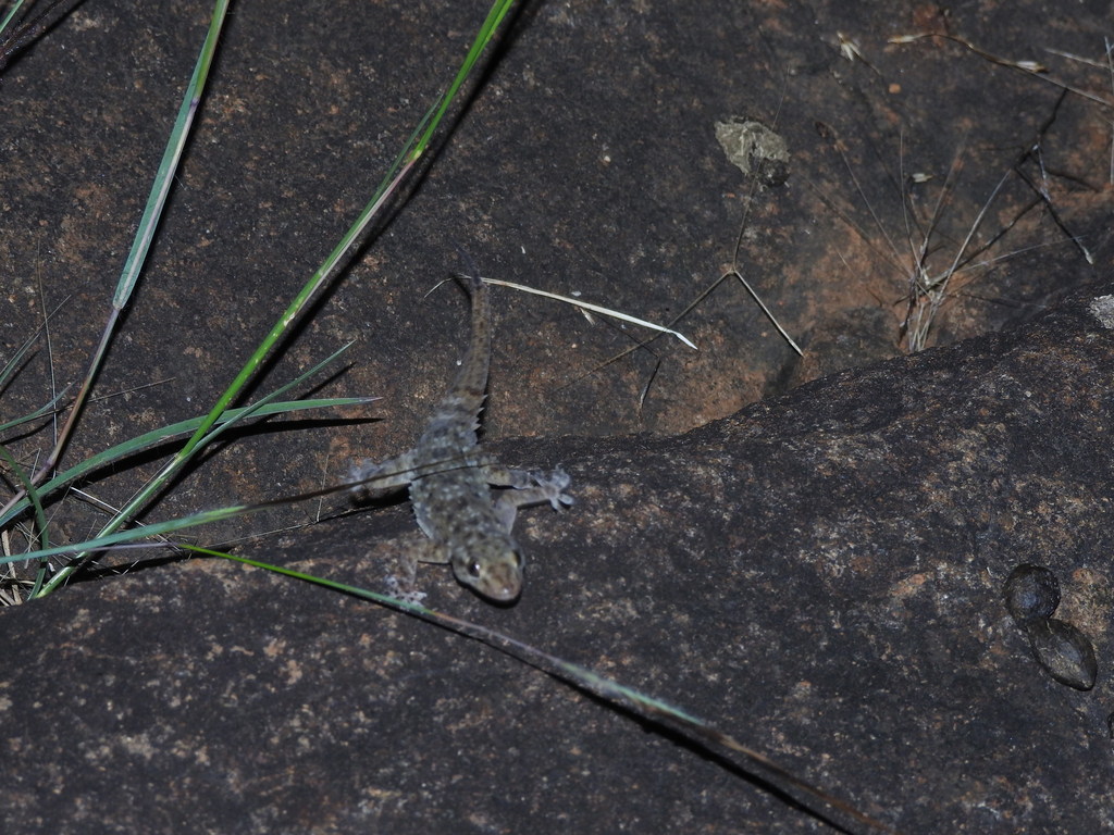 Rishi Valley Rock Gecko