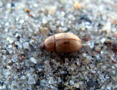 Phaleria cadaverina