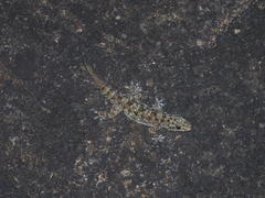 Hemidactylus rishivalleyensis