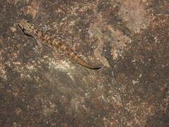 Hemidactylus rishivalleyensis