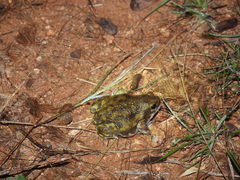 Uperodon systoma