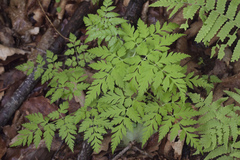 Osmorhiza aristata