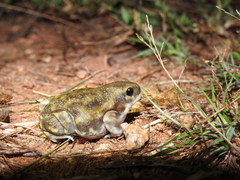 Uperodon systoma