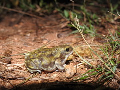 Uperodon systoma
