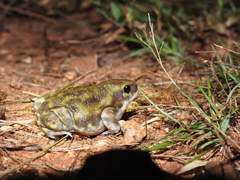 Uperodon systoma