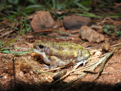 Uperodon systoma