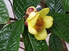 Camellia impressinervis