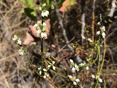 Erica rhopalantha