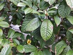 Camellia impressinervis