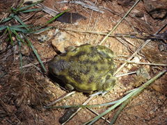 Uperodon systoma