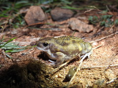 Uperodon systoma