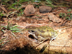 Uperodon systoma