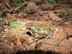 Uperodon systoma