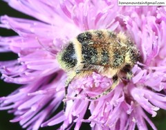 Lasiotrichius succinctus