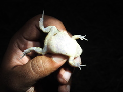 Uperodon systoma