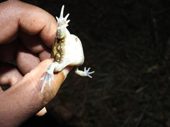 Uperodon systoma
