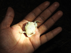 Uperodon systoma