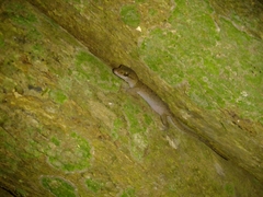 Nactus cheverti
