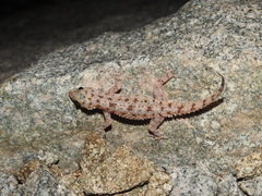 Hemidactylus rishivalleyensis