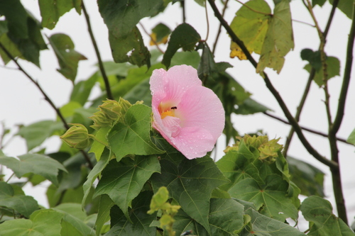 Hibiscus mutabilis image