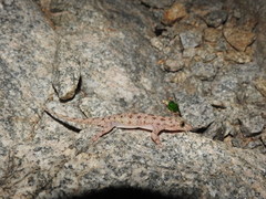 Hemidactylus rishivalleyensis