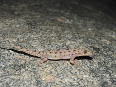 Hemidactylus rishivalleyensis