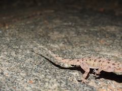 Hemidactylus rishivalleyensis