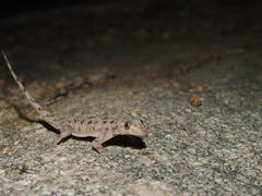 Hemidactylus rishivalleyensis