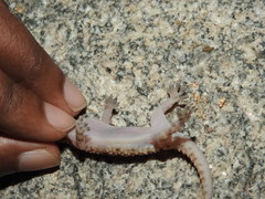 Hemidactylus rishivalleyensis