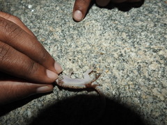 Hemidactylus rishivalleyensis