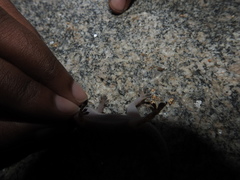 Hemidactylus rishivalleyensis