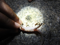 Hemidactylus rishivalleyensis