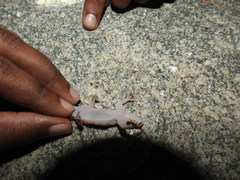 Hemidactylus rishivalleyensis