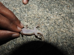 Hemidactylus rishivalleyensis