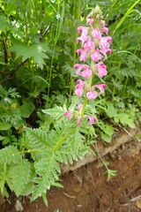 Pedicularis chamissonis