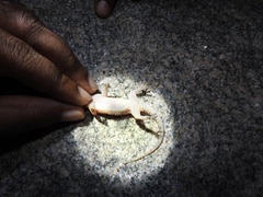 Hemidactylus rishivalleyensis