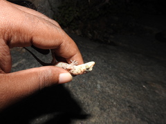 Hemidactylus rishivalleyensis