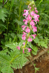 Pedicularis chamissonis