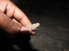 Hemidactylus rishivalleyensis