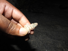 Hemidactylus rishivalleyensis