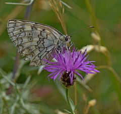 Melanargia russiae
