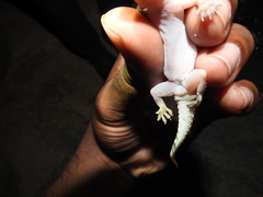 Hemidactylus rishivalleyensis