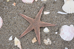 Astropecten irregularis