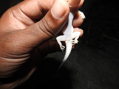 Hemidactylus rishivalleyensis