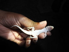Hemidactylus rishivalleyensis