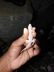 Hemidactylus rishivalleyensis
